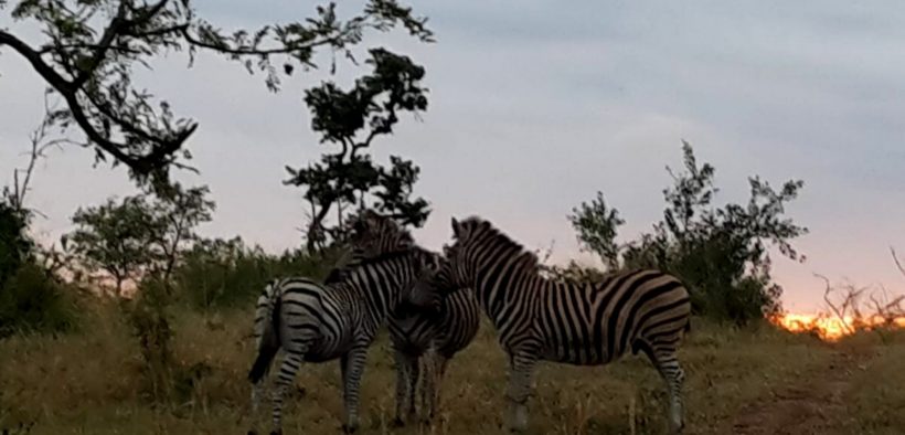 Zebras in Afrika