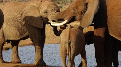 Elefanten in Kenia- Foto herbert Bröckel, amondo