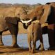 Elefanten in Kenia- Foto herbert Bröckel, amondo